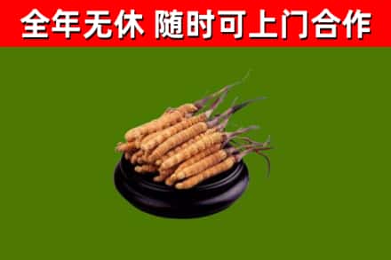 新兴县回收冬虫夏草